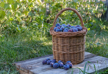 freshly picked plum in a wicker basket