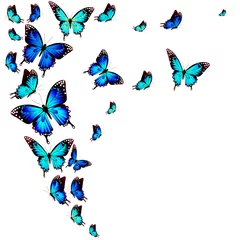 Peel and stick wall murals Butterfly beautiful blue butterflies, isolated  on a white