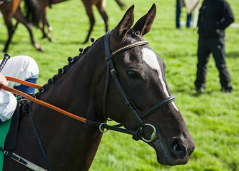 racehorse close-up portrait on the race track