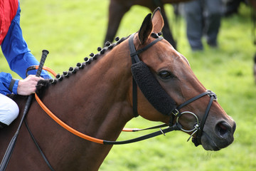 Obraz premium portrait of a racehorse 