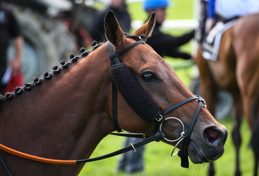 Close-up portrait of a racehorse on the track