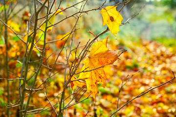 Autumn leaves and bushes closeup