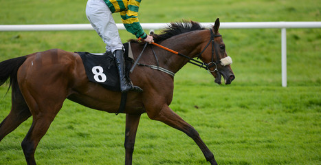 Race horse and jockey
