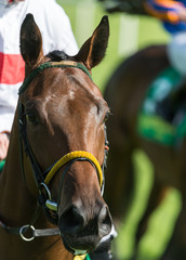 Fototapeta premium Race horse portrait 