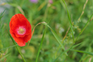 close-up of a beautiful single red poppy on a green grass bokeh background. Spring, summer concept. Card with the copy space