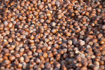 Hazelnuts