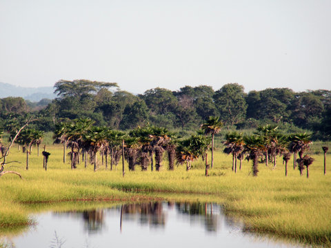 morichal savannah Venezuela