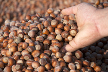Hazelnuts