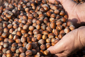 Hazelnuts