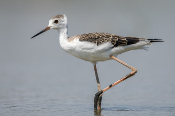 Black-winged Stilt