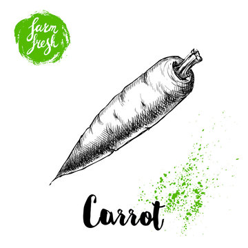 Hand drawn sketch style carrot poster. Vintage looking root isolated on white background. Vector vegetables illustration.