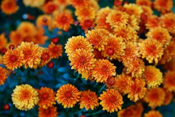Colorful chrysanthemum flowers in the fall