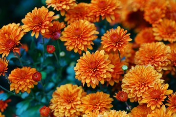 Colorful chrysanthemum flowers in the fall