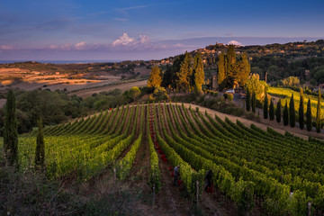 Casale Marittimo, Tuscany, Italy, view from the vineyard on september - obrazy, fototapety, plakaty