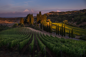 Casale Marittimo, Tuscany, Italy, view from the vineyard on september