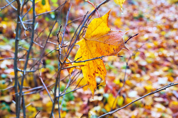Autumn leaves and bushes closeup