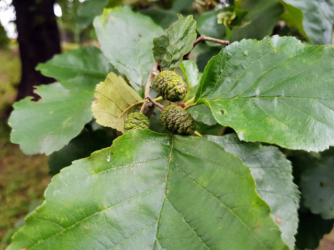 Frucht des Erlenbaum