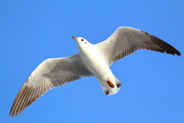 Seagull flying in the blue sky.
