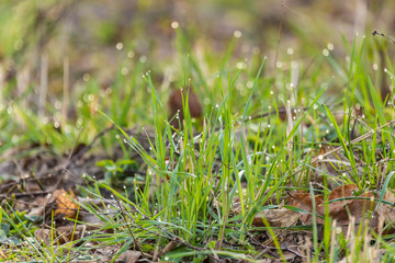 Background of real fresh spring grass with waterdrops on it.