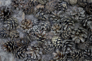 The Pine cone