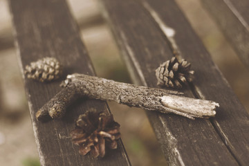 pine cones and leaves on the bench