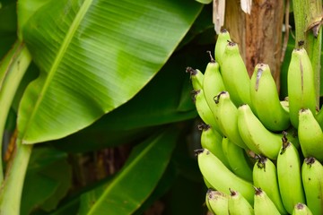 Régime de banane de Martinique