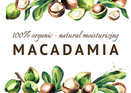 Macadamia nuts and green leaves background. Watercolor  template