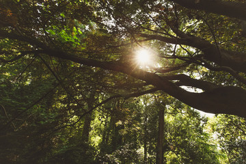 Beech forest in spring with the sun in the trees