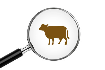 Lupe sucht/findet - Kuh