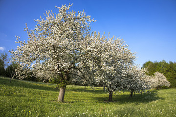 Apfelbaumreihe