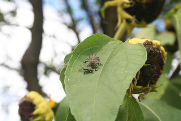Infestazione di Cimice asiatica su girasole. Halyomorpha halys