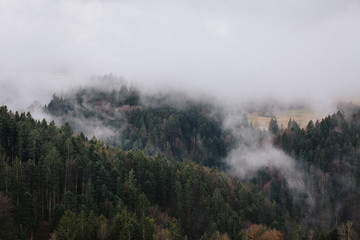Herbstlicher Wald mit Nebel