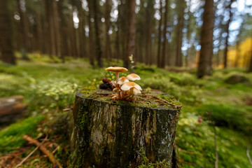 Kleine Pilze auf einem alten Baumstumpf im Wald