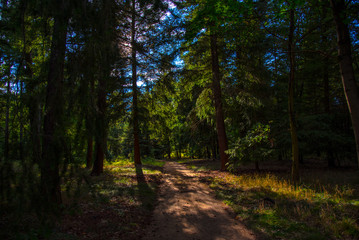 Herbstwald