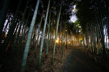 Fototapeta premium 夕暮れの竹林