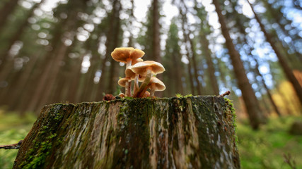 Kleine Pilz Kultur auf einem abgesägten Baum