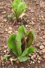 Coltivazione di radicchio. Insalata nell'orto