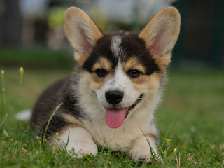 Corgi Welpe