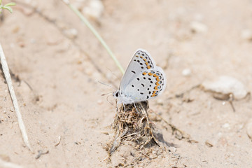 Fototapeta na wymiar Acmon Blue (Plebejus acmon) Butterfly Standing on Roots During Migration in Colorado