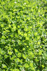 Fototapeta premium Prato di trifoglio illuminato dal sole. Fuoco selettivo