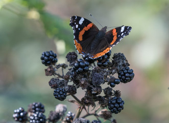 Butterfly on a blackberry bush