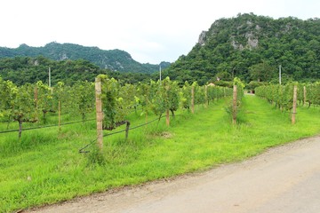 Fototapeta na wymiar Fresh grapes in the vineyard with nature