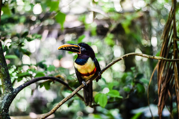 Tropical bird