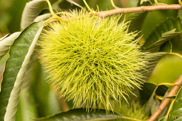 木になっているクリの実