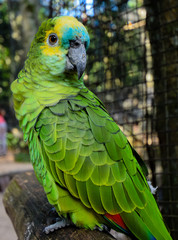 Parrot