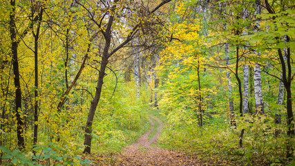 Fototapeta premium The forest road passing through beautiful colorful autumn forest. Autumn