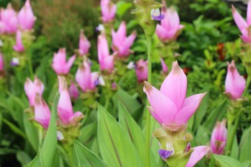 Obraz na płótnie Canvas Beautiful pink siam tulips with the nature