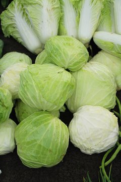 Fresh cabbage in the market