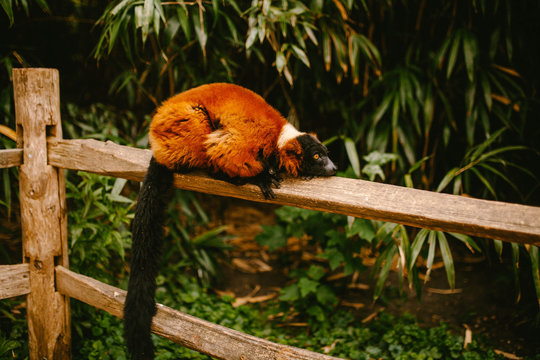 Red Ruffed lemur lies on a branch