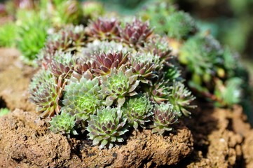 Dekorative Hauswurze (Sempervivum) eingepflanzt in einem Lavastein